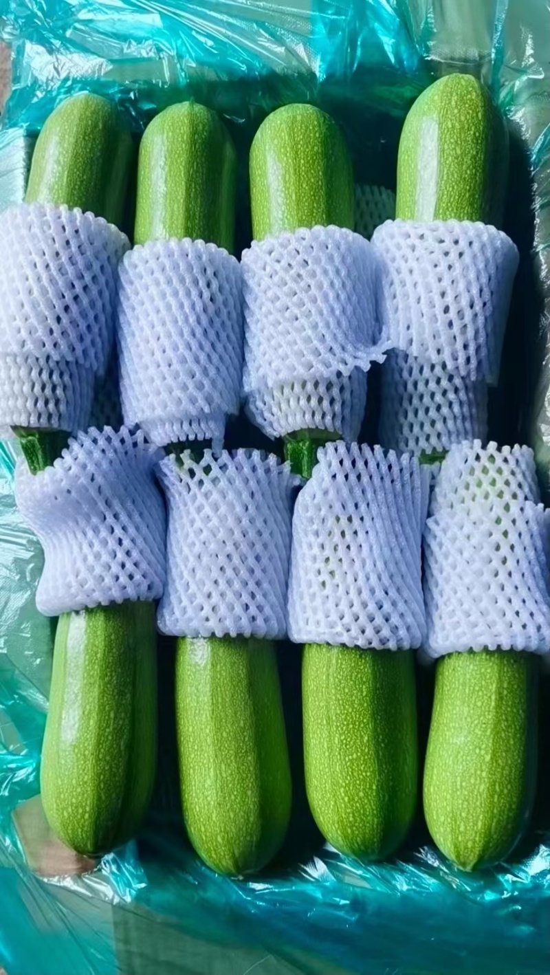 精品西葫芦
