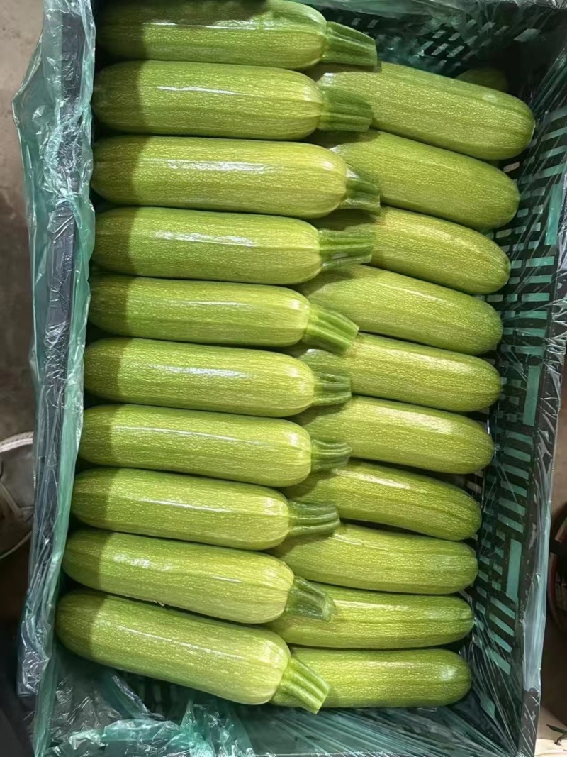 精品西葫芦