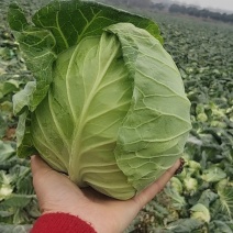 圆包菜，甘蓝清秀无无虫眼可供市场，大吨供应加工厂产地直发