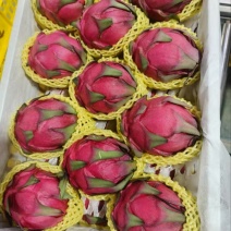 火龙果
