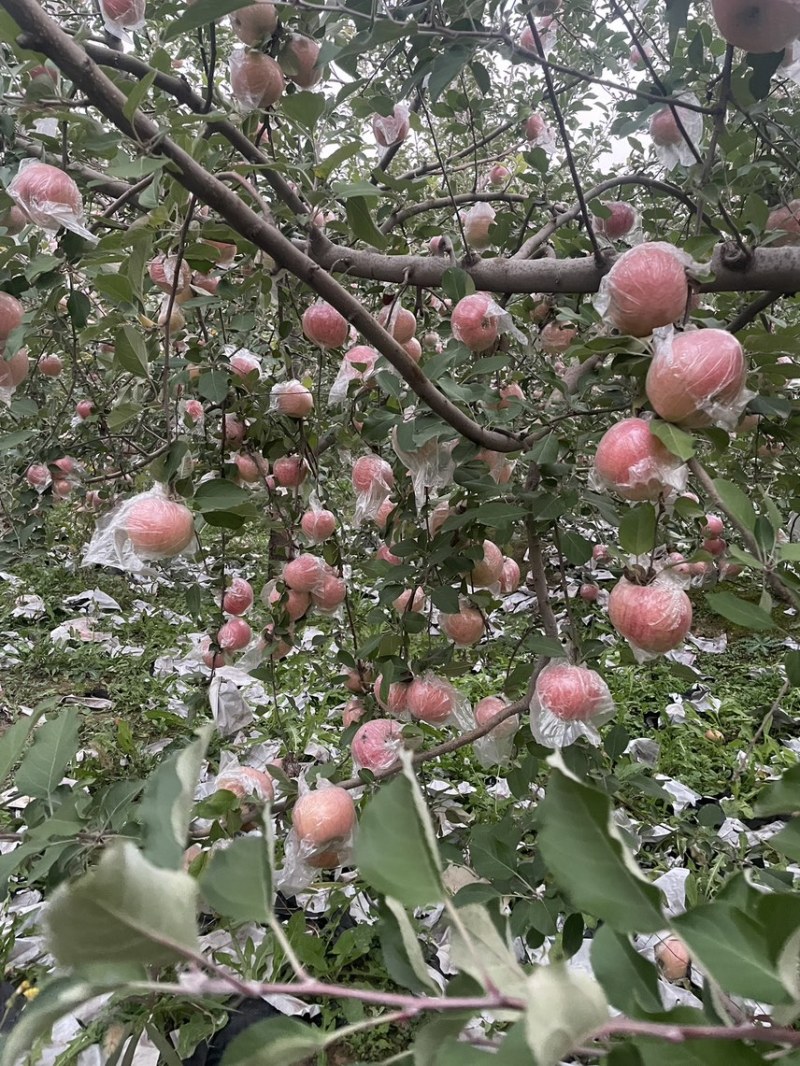 山西红富士苹果
