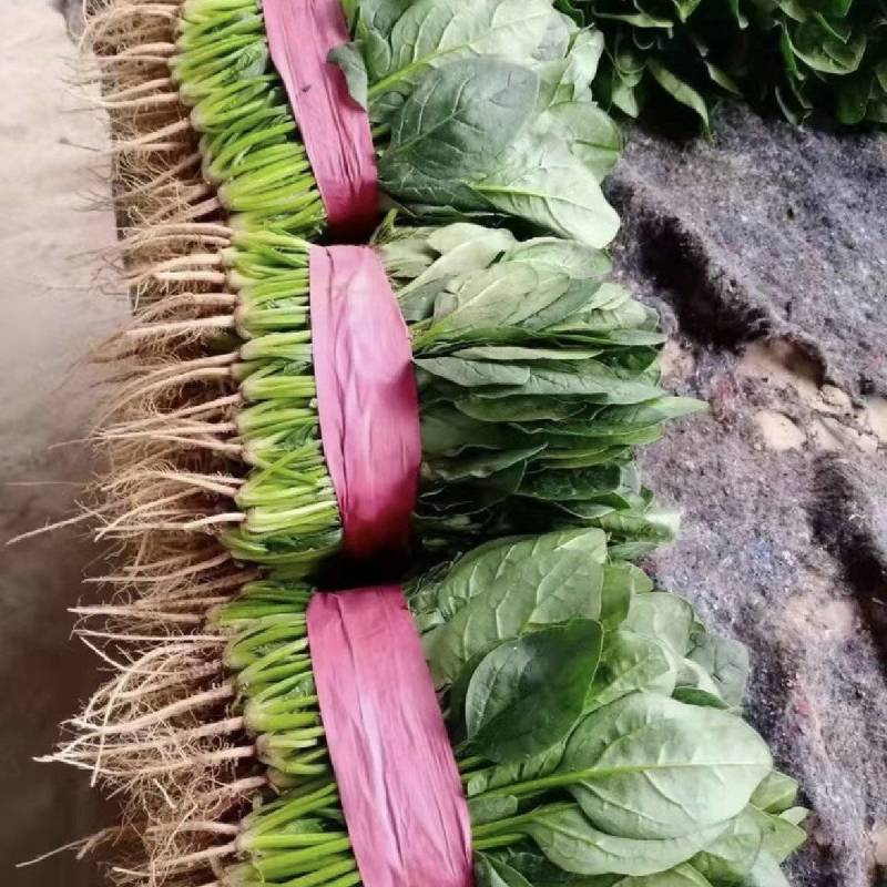 推荐河北邯郸菠菜新鲜采摘大量有货