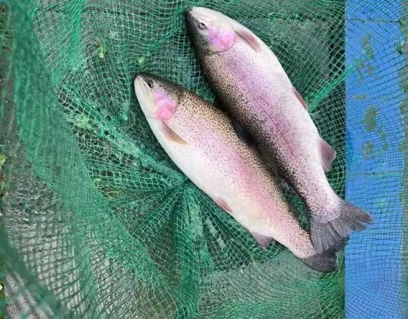国产RAS循环水养殖，虹鳟鱼，净水虹鳟鱼，品质直观可见