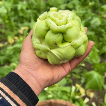 榨菜开卖。各位老板需要的来个电话。量大量小都可以。