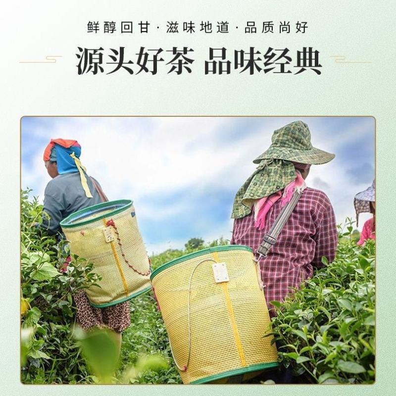 红茶英红九号,英德红茶,香甜回甘2024年春茶500克