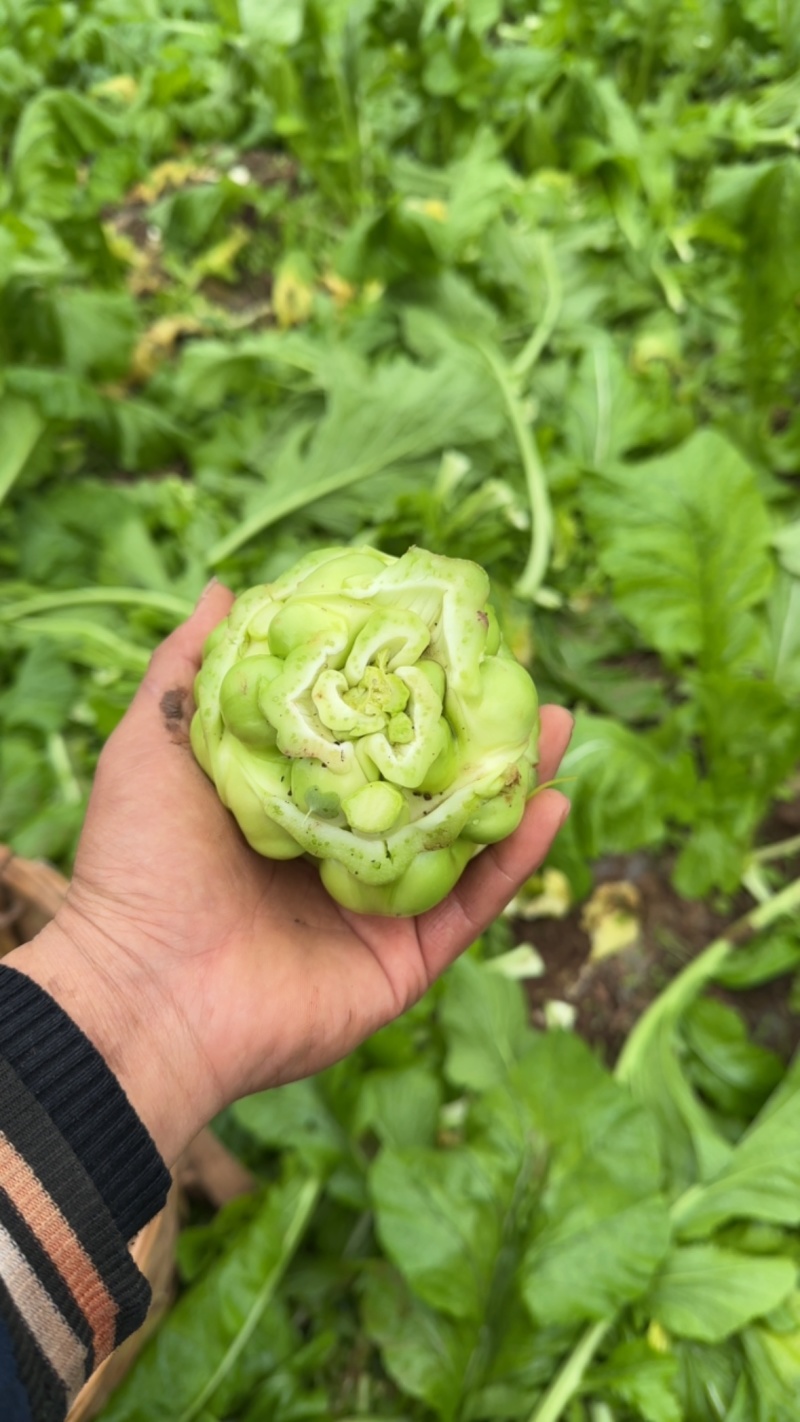 榨菜开卖。各位老板需要的来个电话。量大量小都可以。