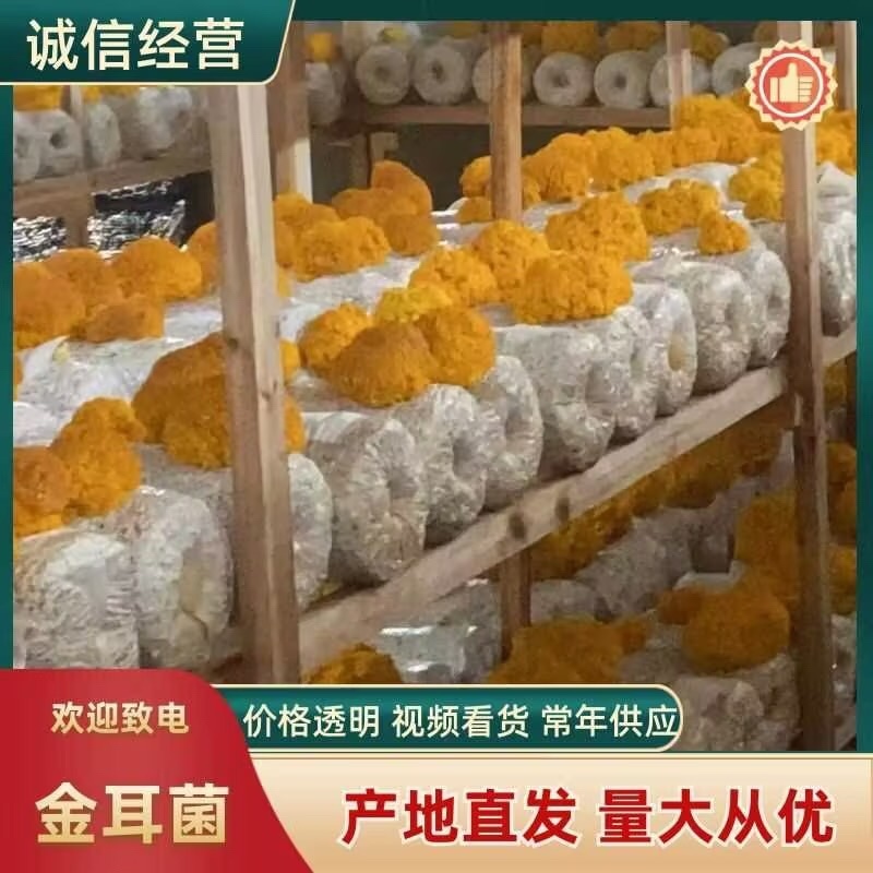 金耳菌优质品质保质保量自家培育干净卫生