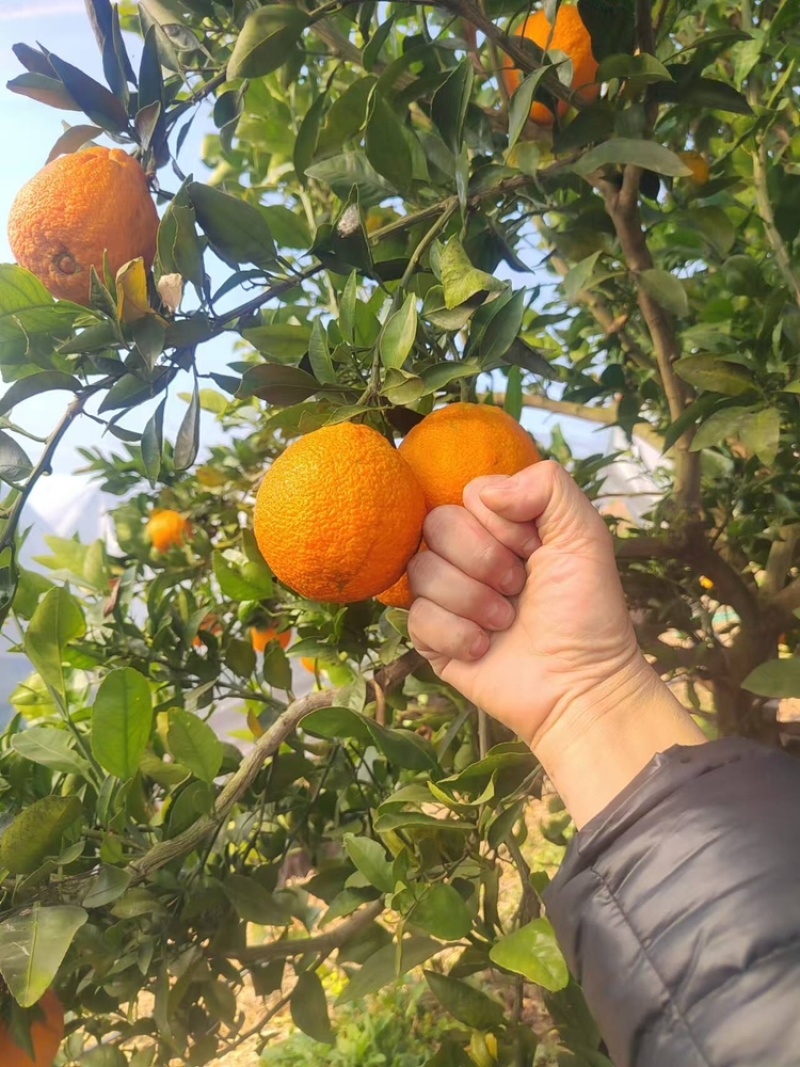 柑桔蜜橘大量有货优质品质干净卫生