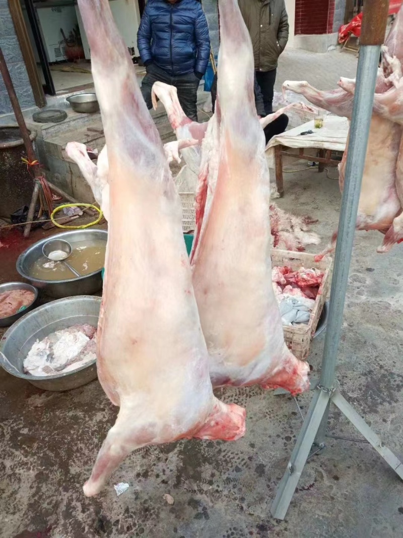 扒皮羊酮体本地山羊现宰现发无水无油当天发货