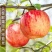 【新疆阿克苏彩箱冰糖心】苹果5斤/9斤新鲜水果应季红富