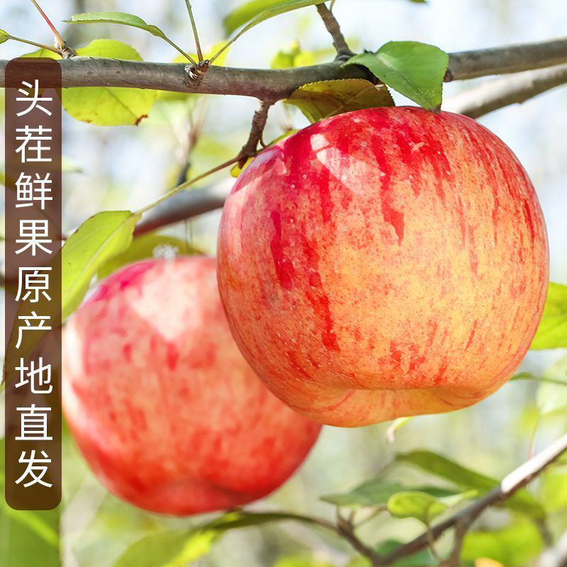 【新疆阿克苏彩箱冰糖心】苹果5斤/9斤新鲜水果应季红富