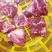 【牛小脸肉】冻牛头缓化剔下来的二次加工产品，一块半斤左右