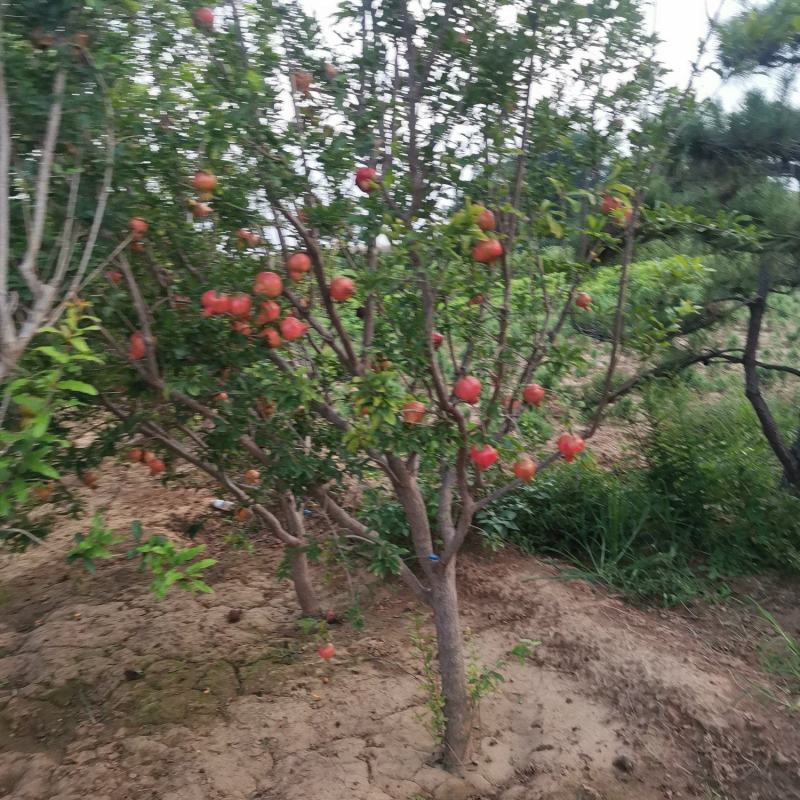 果在榴树，花石榴树，从生石榴供应基地直销