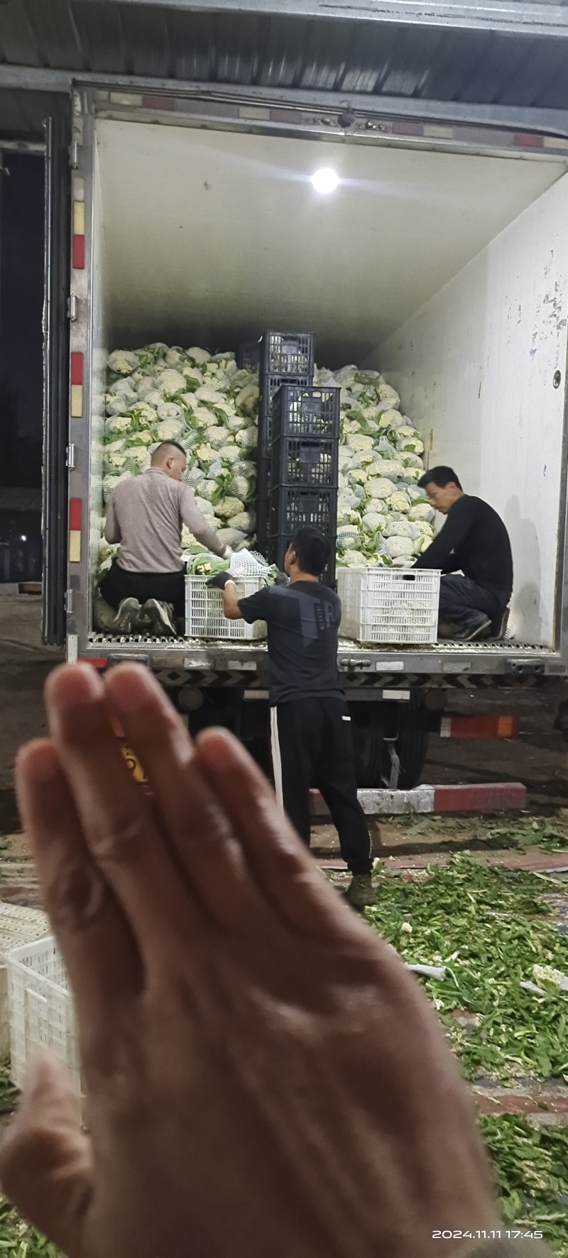 有机花山东聊城产地大量上市了青梗白面基地直发