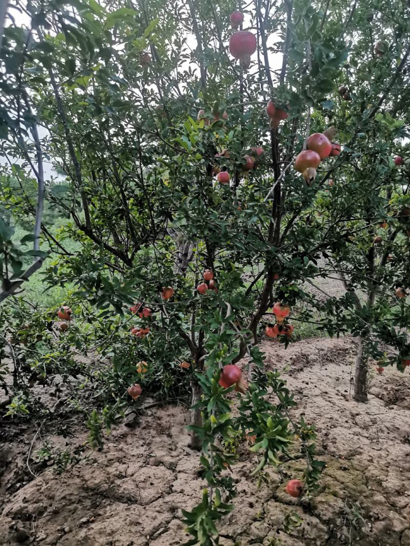 果在榴树，花石榴树，从生石榴供应基地直销