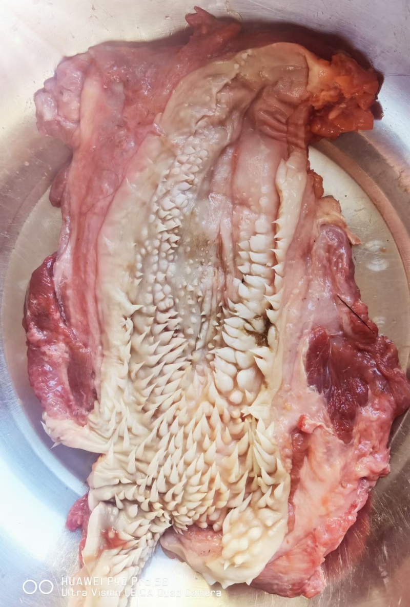 【牛腮肉】冻牛头缓化剔下来的嘴叉子，二次加工产品，纯干货