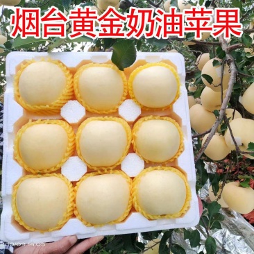 烟台奶油富士苹果水果新鲜维纳斯奶香黄皮牛奶黄金白色冰糖心