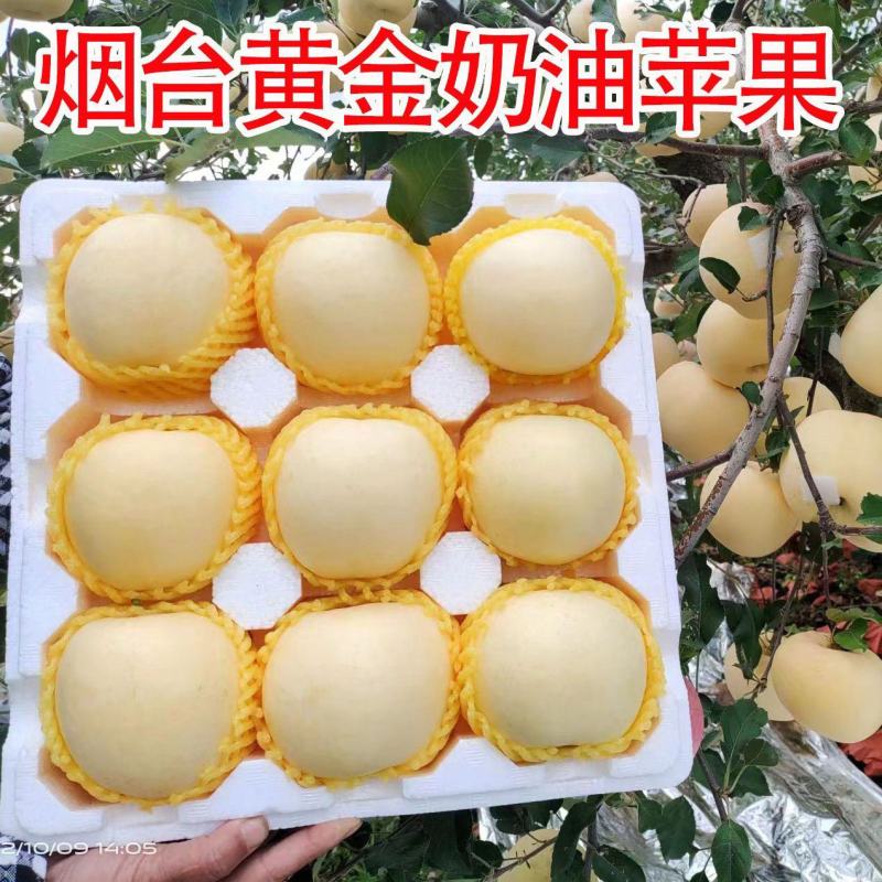 烟台奶油富士苹果水果新鲜维纳斯奶香黄皮牛奶黄金白色冰糖心