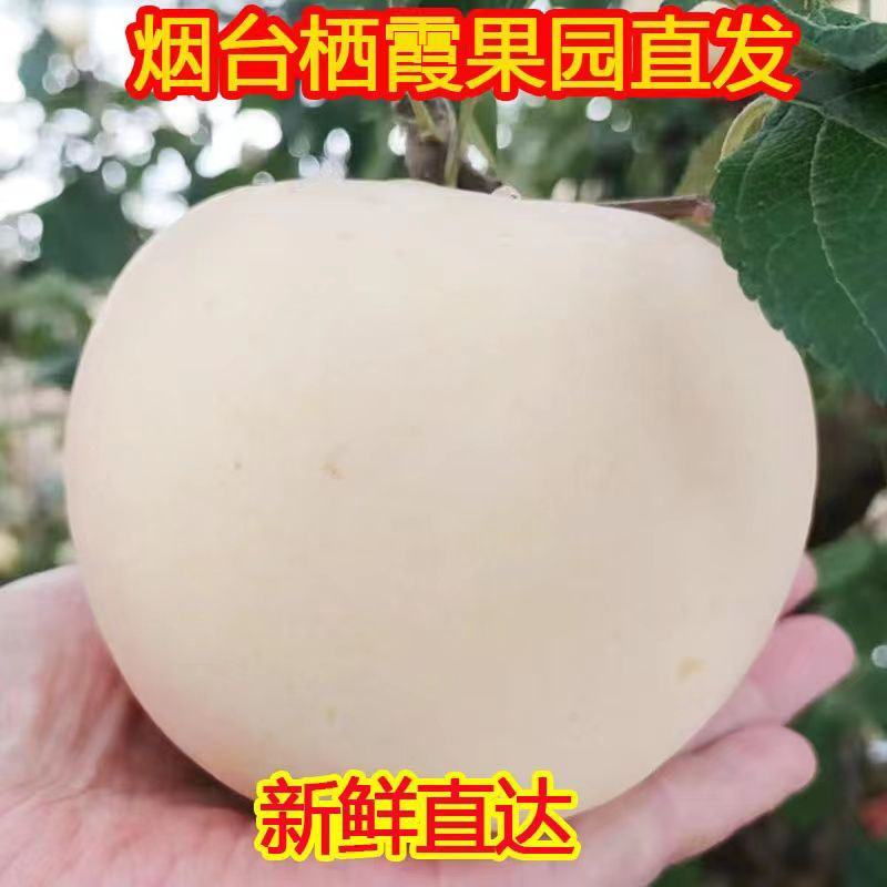 烟台奶油富士苹果水果新鲜维纳斯奶香黄皮牛奶黄金白色冰糖心