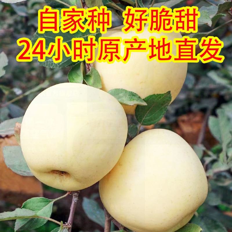 烟台奶油富士苹果水果新鲜维纳斯奶香黄皮牛奶黄金白色冰糖心
