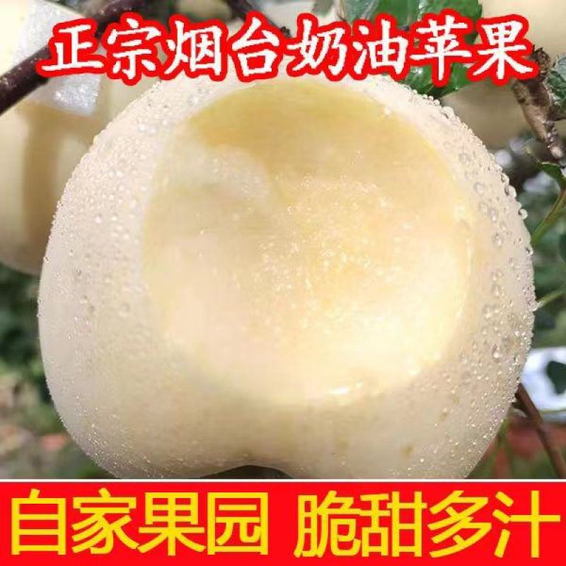 烟台奶油富士苹果水果新鲜维纳斯奶香黄皮牛奶黄金白色冰糖心