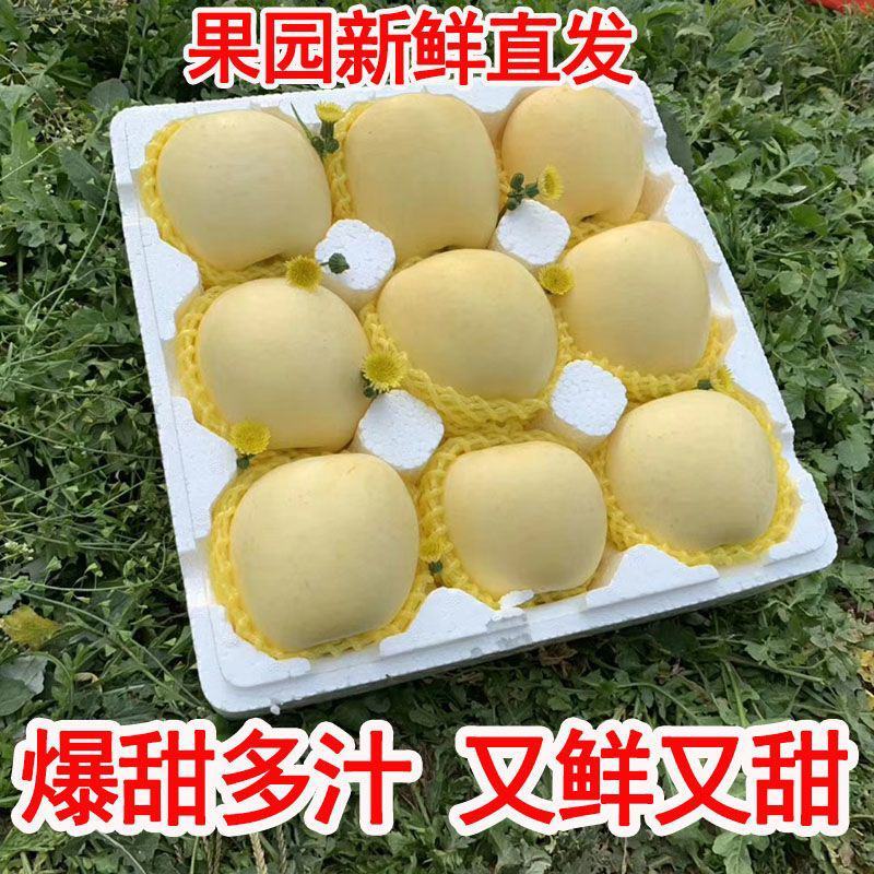 烟台奶油富士苹果水果新鲜维纳斯奶香黄皮牛奶黄金白色冰糖心
