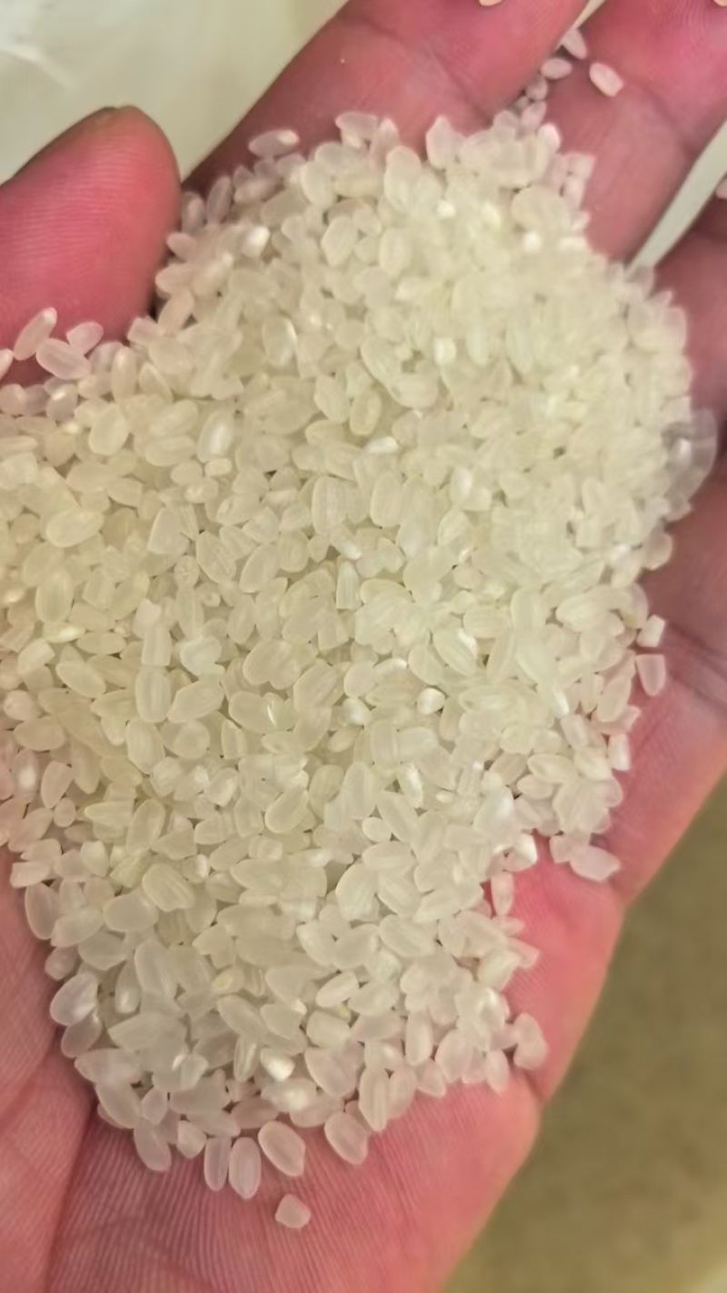 东北黑龙江佳木斯新米珍珠米