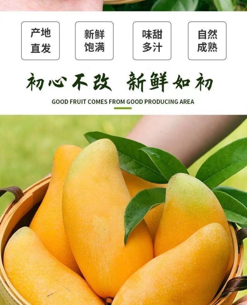海南金煌芒果特大整箱批发当季黄心新鲜大果甜心金煌芒海南直