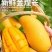 海南金煌芒果特大整箱批发当季黄心新鲜大果甜心金煌芒海南直