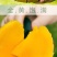 海南金煌芒果特大整箱批发当季黄心新鲜大果甜心金煌芒海南直