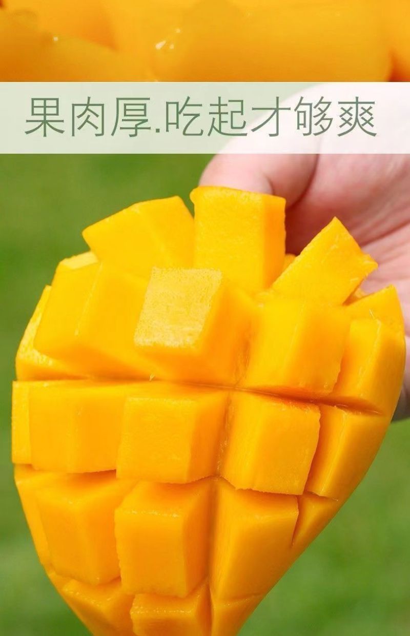 海南金煌芒果特大整箱批发当季黄心新鲜大果甜心金煌芒海南直