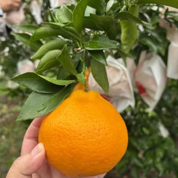 四川春节耙耙柑