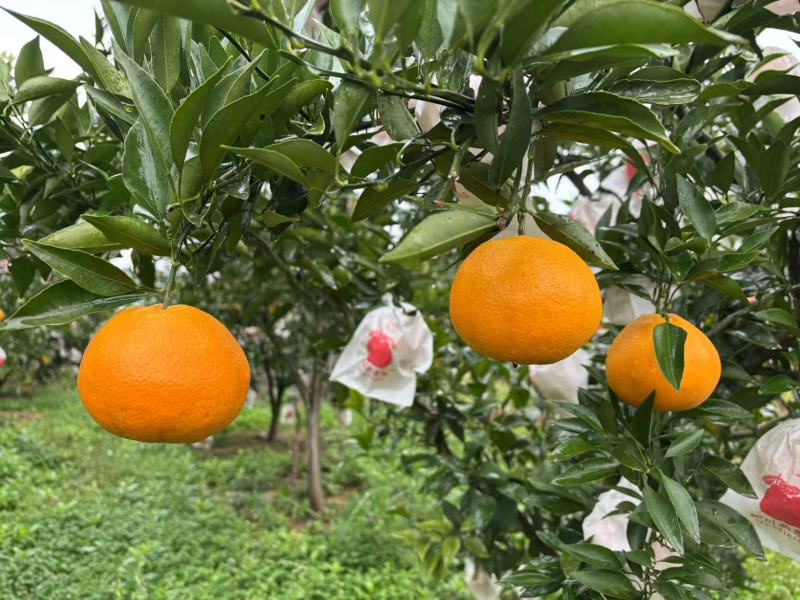 四川春节耙耙柑