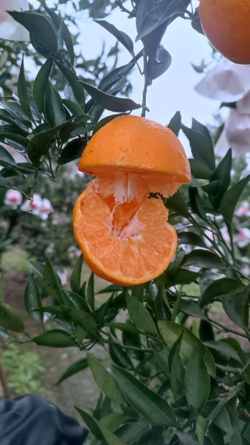 四川春节耙耙柑