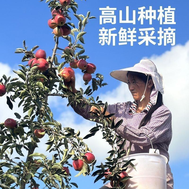 云南高山樱桃小苹果新鲜水果脆酸甜无冰糖心樱桃苹果