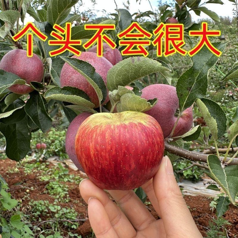 云南高山樱桃小苹果新鲜水果脆酸甜无冰糖心樱桃苹果