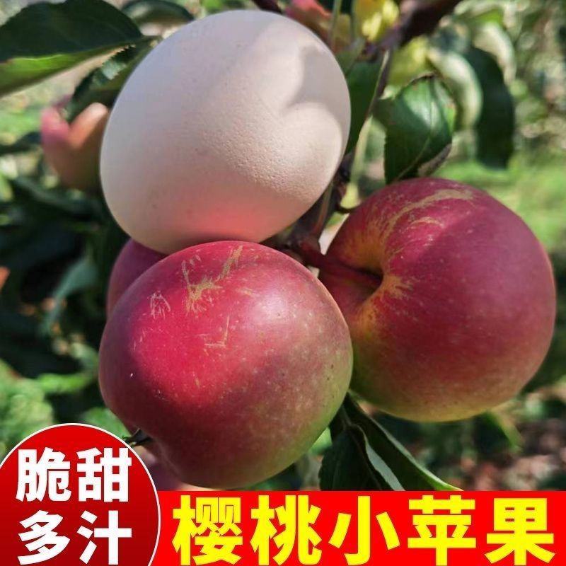 云南高山樱桃小苹果新鲜水果脆酸甜无冰糖心樱桃苹果