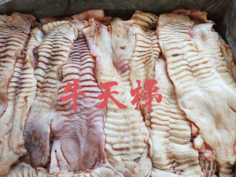 【牛天梯】草原黄牛的上鄂上牙堂，生的干品！全国一件起发货