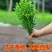 小叶黄杨苗庭院绿篱树苗瓜子黄杨球苗独杆黄杨树苗大叶黄杨冬