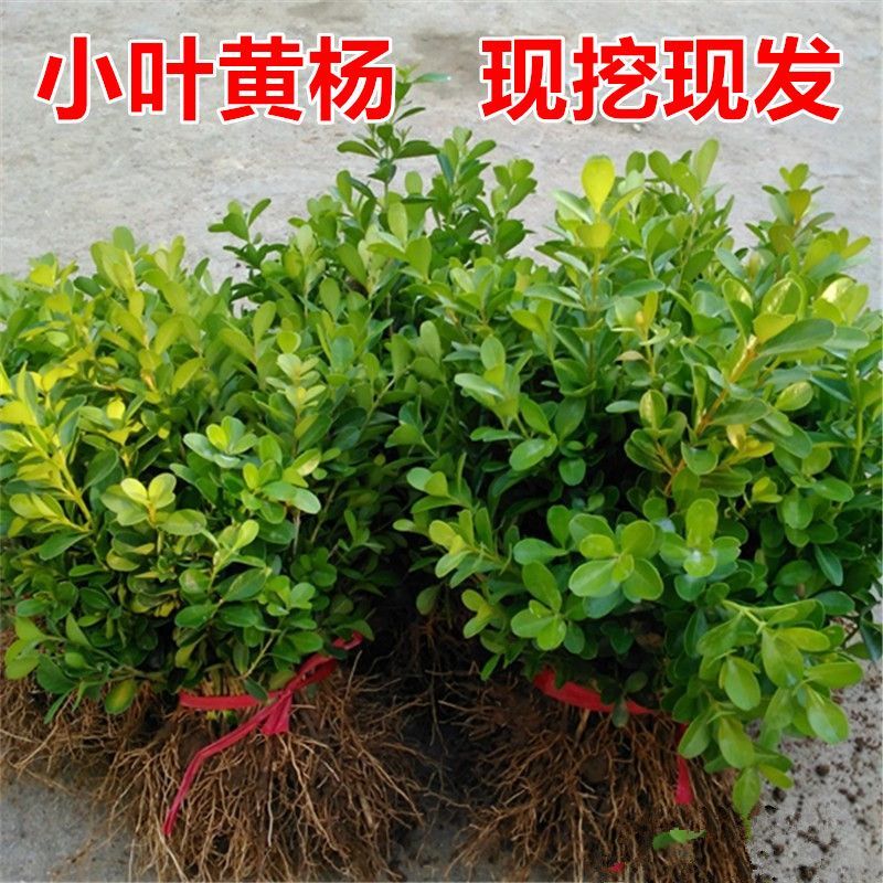 小叶黄杨苗庭院绿篱树苗瓜子黄杨球苗独杆黄杨树苗大叶黄杨冬