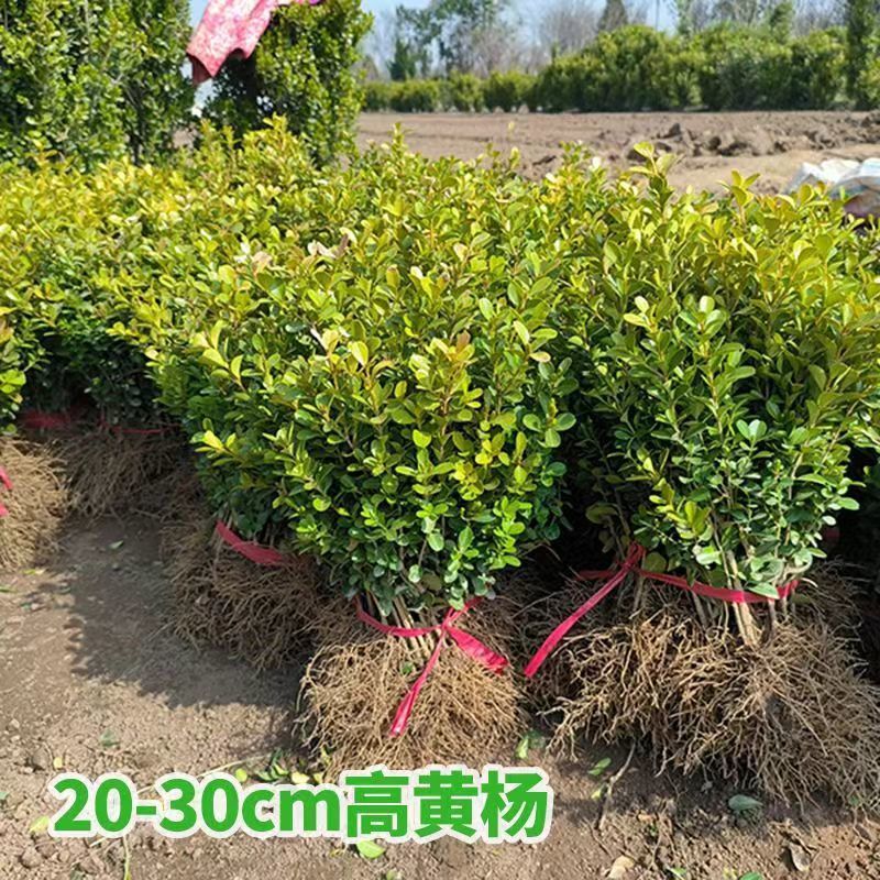 小叶黄杨苗庭院绿篱树苗瓜子黄杨球苗独杆黄杨树苗大叶黄杨冬