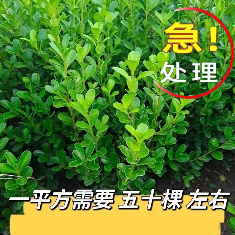 小叶黄杨苗庭院绿篱树苗瓜子黄杨球苗独杆黄杨树苗大叶黄杨冬