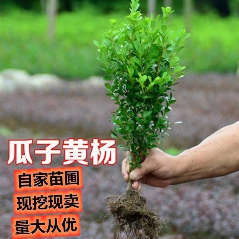 小叶黄杨苗庭院绿篱树苗瓜子黄杨球苗独杆黄杨树苗大叶黄杨冬