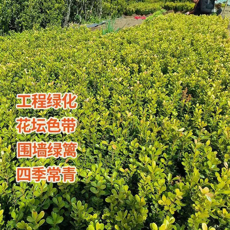 小叶黄杨苗庭院绿篱树苗瓜子黄杨球苗独杆黄杨树苗大叶黄杨冬