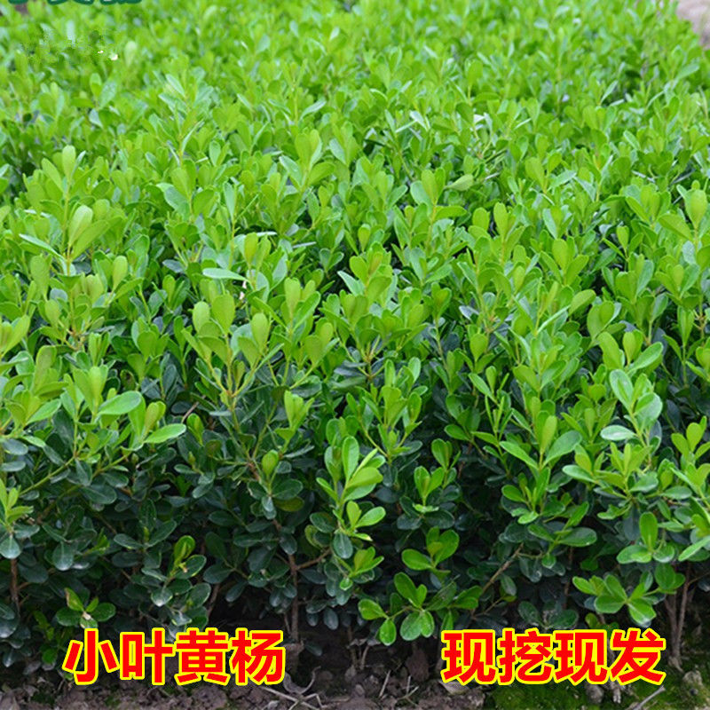 小叶黄杨苗庭院绿篱树苗瓜子黄杨球苗独杆黄杨树苗大叶黄杨冬