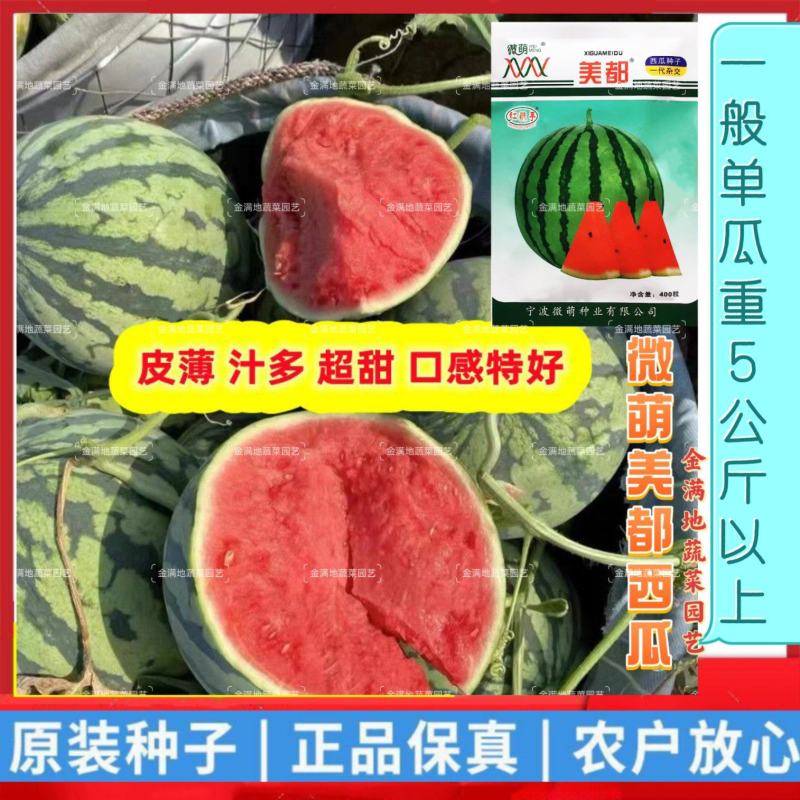 微萌美都西瓜种子高产皮薄个大口感好甜度高好吃好卖原装