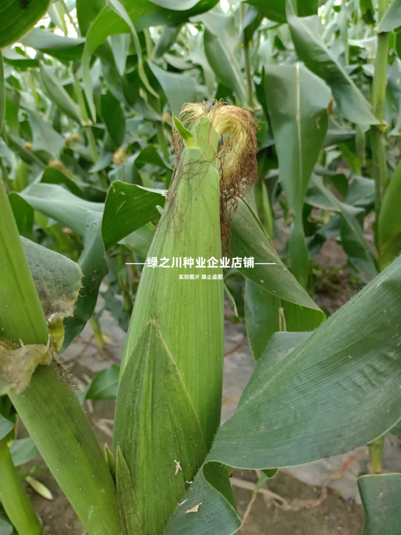 矮杆早熟甜糯玉米种子闽甜糯707甜加糯玉米种子国审大棒