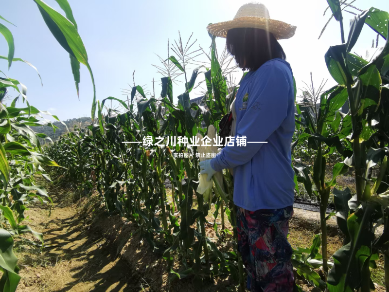 矮杆早熟甜糯玉米种子闽甜糯707甜加糯玉米种子国审大棒