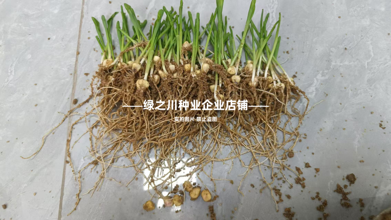 矮杆早熟甜糯玉米种子闽甜糯707甜加糯玉米种子国审大棒