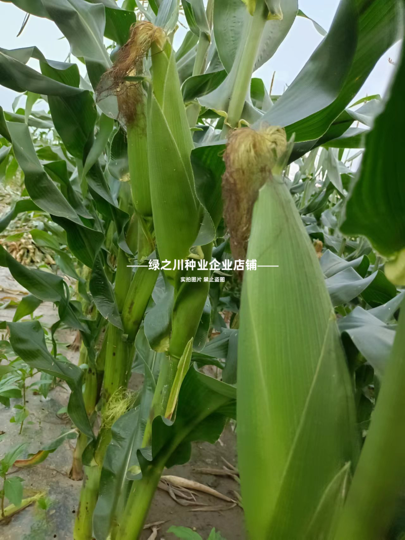 矮杆早熟甜糯玉米种子闽甜糯707甜加糯玉米种子国审大棒